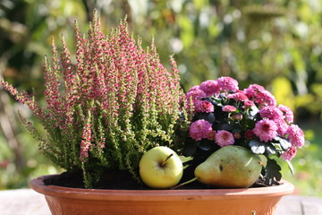 Heide und Chrysantheme in einer Schale mit Apfel und Birne