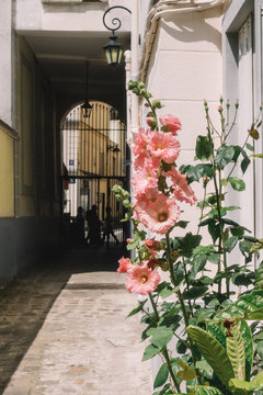 Fleur de ville, Montmartre, Paris