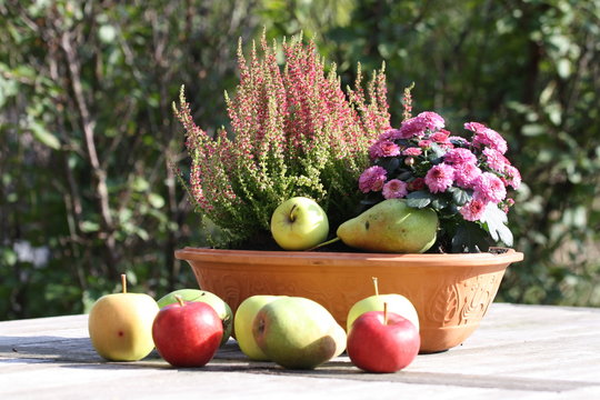 Heide und Chrysantheme in einer Schale mit Apfel und Birne