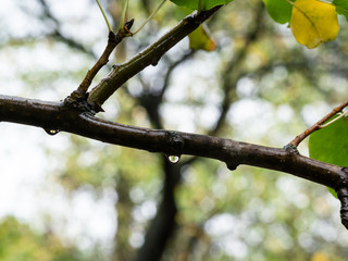 raindrops on wet branch in park in rain