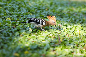 Closeup of hoopoe bird on a grass