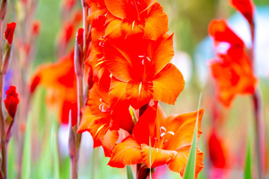 Closeup red flowers in the gardeb