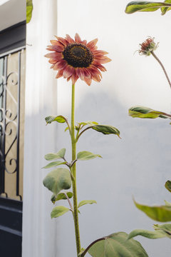 Fleur de ville, Montmartre, Paris
