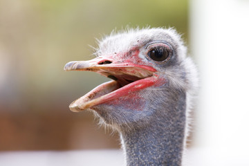Closeup portrait of ostrich bird