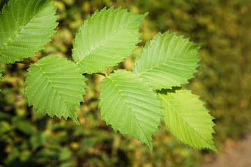 Tree branch of green leaves