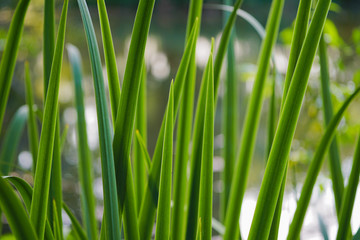 Obraz premium Green vegetation on the lake