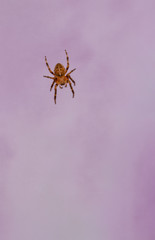 Garden Cross Spider - Araneus diadematus