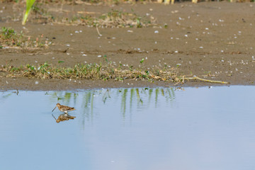 Common Snipe (Gallinago gallinago).