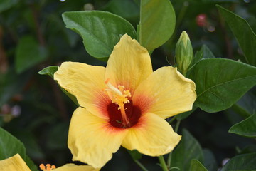 ハイビスカス