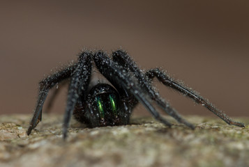 Segestria florentina - female