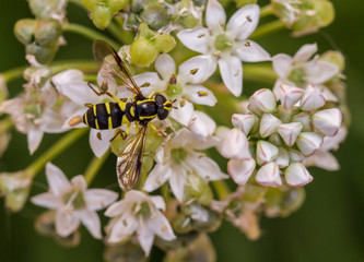 Xanthogramma pedissequum hoverfly