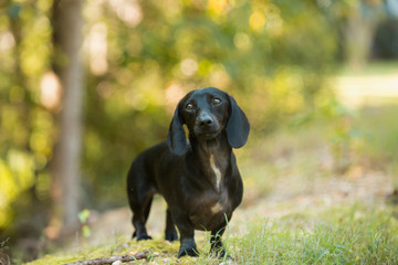 Black Dachshund Dog