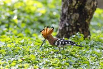 Closeup of hoopoe bird on a grass