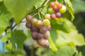 bunch of grapes