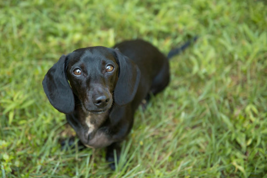 Black Dachshund Dog