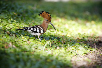 Closeup of hoopoe bird on a grass