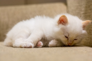 white cat on a light brown sofa