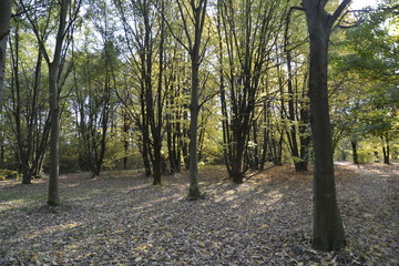 Obraz premium AUTUNNO