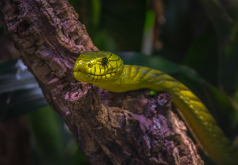 Green Mamba (Dendroaspis viridis)