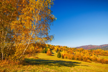 Naklejka premium Landscape with a trees in autumn colors, Slovakia, Europe.
