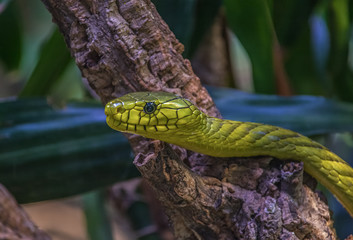 Green Mamba (Dendroaspis viridis)