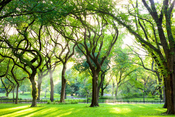 Sonnenstrahlen durch amerikanische Ulmen im Central Park, New York
