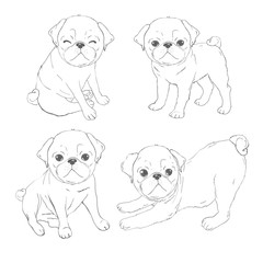 Set of vector images of pug. Isolated objects on a white background.