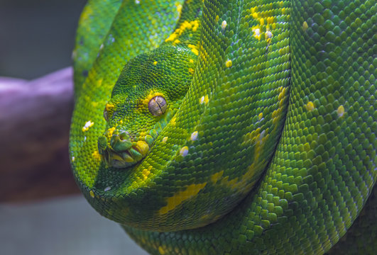 Green Tree Python (Morelia Viridis) 