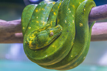 Green tree python (Morelia viridis) coiled up