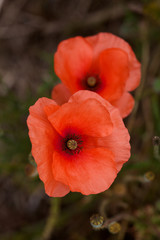 close up of two beautiful wild poppies in a field