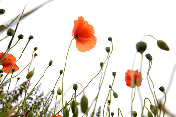 Naklejka premium Wild poppies in a field