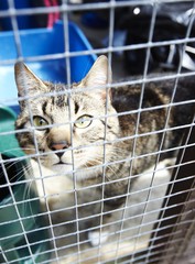 Cat in cage shelter waiting to be rehomed