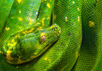 Green tree python (Morelia viridis) coiled up