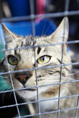 Cat in cage shelter waiting to be rehomed