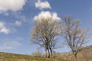 Paisaje de campo con árboles en día nublado.