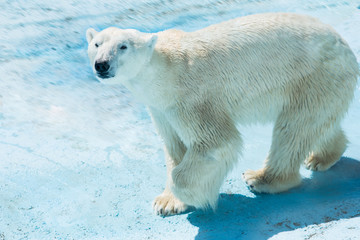  polar bear in the snow