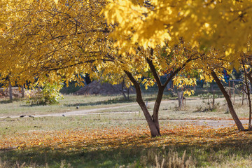 Beautiful tree with yellow leaves