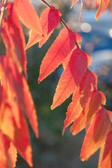 Branch of  sumach plant with red leaves close up