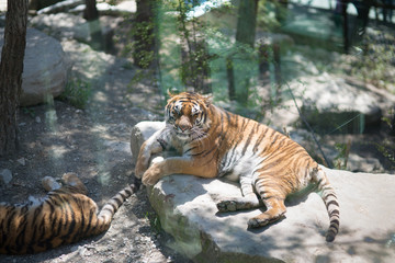 Tiger at the zoo