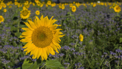 Fototapeta premium Sonnenblume