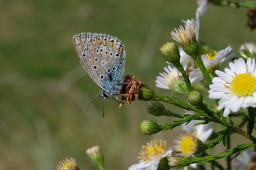 Geißklee-Bläuling - Stockfoto