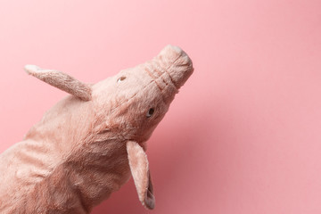 New Year of the pig on the Chinese calendar. New Year's pig on pink background. Happy New Year. 2019 year of the yellow earth pig. Top view. Flat lay. Copy space. The concept of the holiday