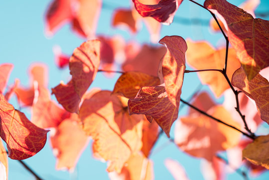Herbstbl&auml;tter