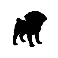 Pug purebred dog sitting in side view with shadow - vector silhouette isolated