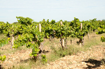 Fototapeta na wymiar Chateauneuf du Pape vineyards