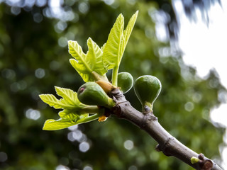 fig tree branch