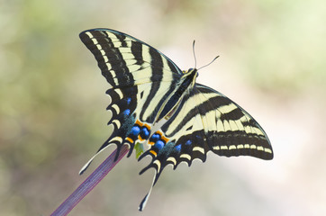 Mariposa corola Multicaudata xochiquetzal Papilio multicaudata sobre fondo verde sobre flores y hojas