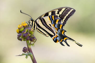 Fototapeta na wymiar Mariposa corola Multicaudata xochiquetzal Papilio multicaudata sobre fondo verde sobre flores y hojas