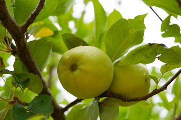 Green Apples in the garden on a branch