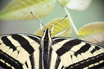 Mariposa corola Multicaudata xochiquetzal Papilio multicaudata sobre fondo verde sobre flores y hojas